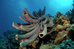 Poriferas: Tube Sponge