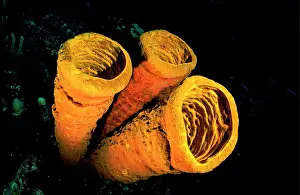 Poriferas: Tube Sponge