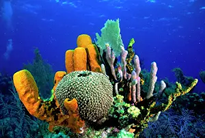 Poriferas: Tube Sponge