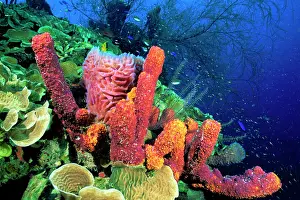 Poriferas: Tube Sponge