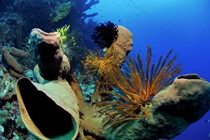 Poriferas: Tube Sponge