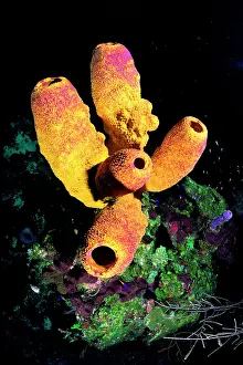 Poriferas: Tube Sponge