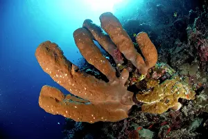 Poriferas: Tube Sponge