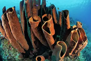 Poriferas: Tube Sponge