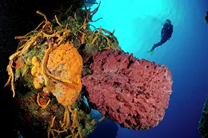 Poriferas: Tube Sponge