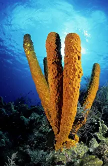 Porifera: Tube Sponge