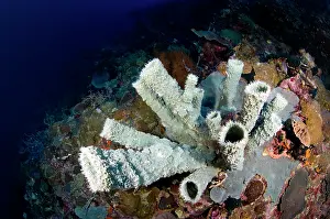 Menjangan: Tube sponge colony, Indonesia, Bali
