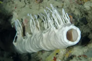 Porifera: Tube Sponge - covered by another sponge (Porifera Phylum) -