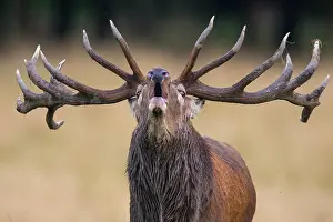 Tube: Tube transmitter red deer ( Cervus elaphus) in the