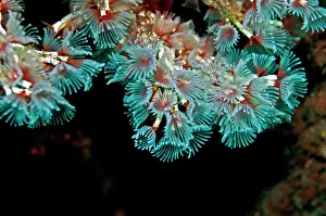 Polychaeta: Tube Worms - feeding