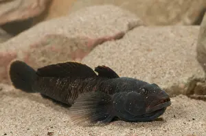 Invasief: Tubenose Goby