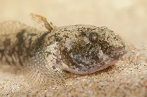 Invasief: Tubenose Goby