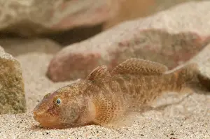 Invasief: Tubenose Goby