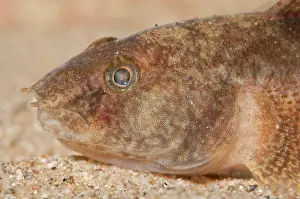 Invasief: Tubenose Goby