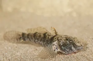 Invasief: Tubenose Goby