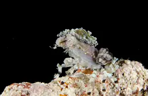 Barat: Tubercle spider crabs, Turberkel Spider Crab, Other