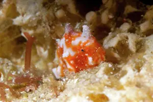 Tuberosus: Tuberculated Frogfish Night dive