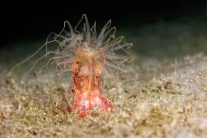 Philippine: Tuberculous night anemone (Alicia sansibarensis)