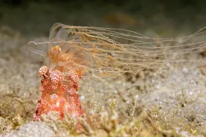 Philippine: Tuberculous night anemone (Alicia sansibarensis)