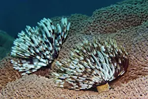 Duster: Tubewurn (Sabellastarte sp.), on flowerpot coral