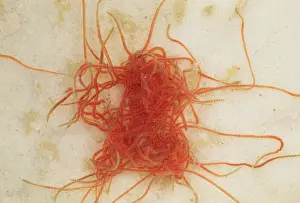 Segment: Tubifex Worms - freshwater stream