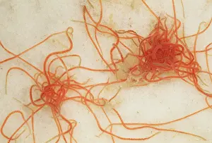 Variegatus: Tubifex Worms - freshwater stream