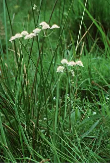 Tubular: Tubular Water Dropwort - wet meadows