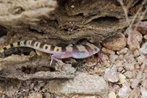 Variegatus: Tucson banded gecko