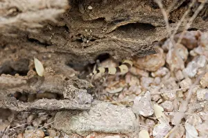 Variegatus: Tucson banded gecko