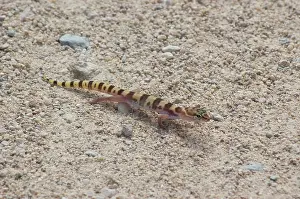 Variegatus: Tucson banded gecko