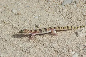Variegatus: Tucson banded gecko