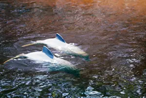 Fluviatilis: Tucuxi / Little Grey / Grey River Dolphin