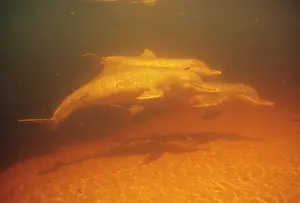 Fluviatilis: Tucuxi / Little Grey / Grey River Dolphin