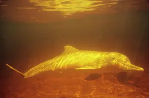 Fluviatilis: Tucuxi / Little Grey / Grey River Dolphin