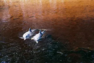 Fluviatilis: Tucuxi / Little Grey River Dolphins - pair