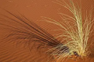 Rippled: Tuft of grass forms shadow on sand, Namib