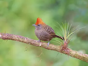 Tufted: Tufted Antshrike female Mackenziaena severa Atlantic