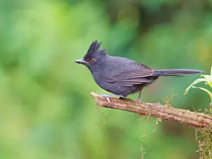 Tufted: Tufted Antshrike male Mackenziaena severa Atlantic