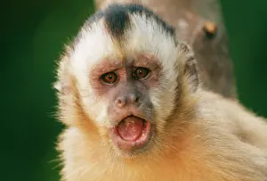 Apella: Tufted / Black-capped / Brown CAPUCHIN MONKEY -