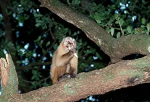 Apella: Tufted / Black-capped / Brown CAPUCHIN MONKEY