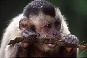 Chewing: Tufted / Black-capped / Brown CAPUCHIN MONKEY - chewing bark