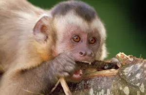 Apella: Tufted / Black-capped / Brown CAPUCHIN MONKEY - CHEWS BARK