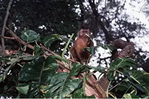 Tufted: Tufted / Black-capped / Brown CAPUCHIN MONKEY - in tree