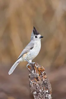 Titmouse: Tufted / Black-crested / Mexican Titmouse
