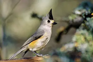 Titmouse: Tufted / Black-crested Titmouse