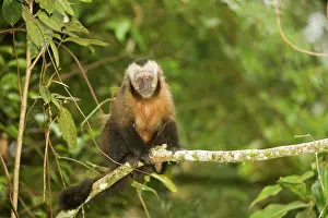 Apella: Tufted / Brown / Black-capped Capuchin - in tree