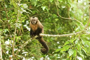 Apella: Tufted / Brown / Black-capped Capuchin - in tree