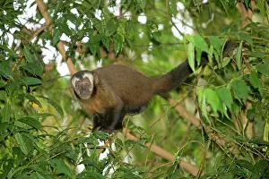 Apella: Tufted / Brown / Black-capped Capuchin - in tree