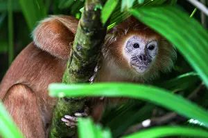 Apella: Tufted / Brown Capuchin