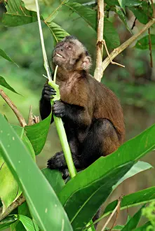 Apella: Tufted Capuchin / Brown Capuchin
